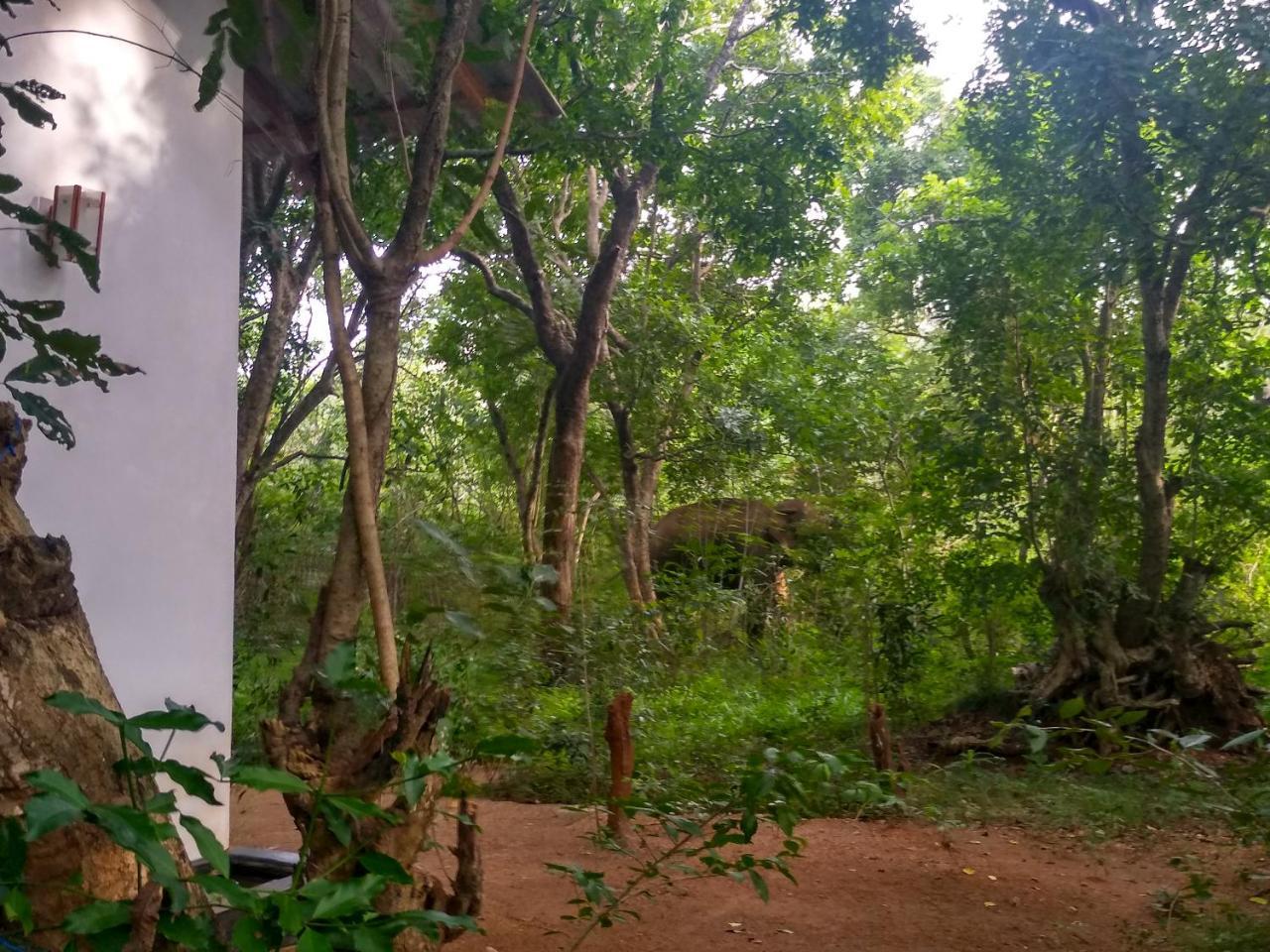 Grand Freedom Bed & Breakfast Sigiriya Dış mekan fotoğraf